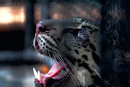 The Sumatran clouded leopard or Neofelis diardi diardi is a type of wild cat that lives on the island of Sumatra. This animal is nocturnal, meaning it actively hunts at night