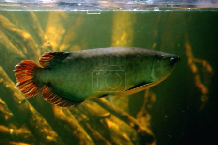 Arowana oder Scleropages formosus oder Red Siluk ist eine Süßwasserfischarte, die auch als Bonyzunge bekannt ist.