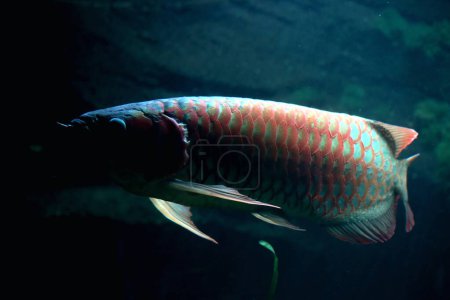 Arowana oder Scleropages formosus oder Red Siluk ist eine Süßwasserfischarte, die auch als Bonyzunge bekannt ist.