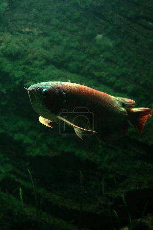 Arowana or Scleropages formosus, or Red Siluk is a species of freshwater fish which is also known as bonytongues.