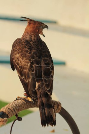 Der Javanische Falkenadler oder Nisaetus bartelsi ist auf der Insel Java endemisch. Es ist Indonesiens Nationalvogel, der normalerweise Garuda genannt wird.