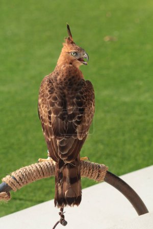 The Javan hawk-eagle or Nisaetus bartelsi bird of prey is endemic to the island of Java. It is Indonesia's national bird which is usually called the Garuda.