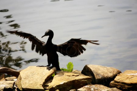 Phalacrocorax sulcirostris or the little black cormorant. Water bird 