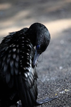 Phalacrocorax sulcirostris ou le petit cormoran noir. Oiseau aquatique 