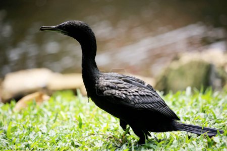 Phalacrocorax sulcirostris or the little black cormorant. Water bird 