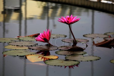 Waterlilies or Nymphaea. Plants grow on the surface of calm water with beautiful flowers.