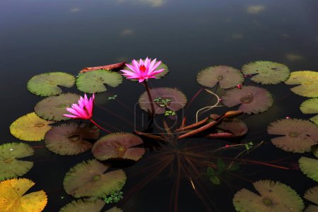 Nymphée ou nymphée. Les plantes poussent à la surface de l'eau calme avec de belles fleurs.