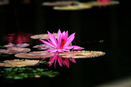 Waterlily or Nymphaea. Plant grow on the surface of calm water with beautiful flower