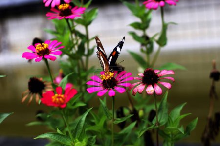 Butterflies suck nectar from blooming flowers.