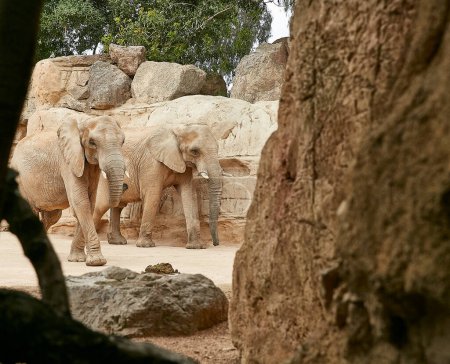 animals on the Bioparc ,in  Valencia, spain 