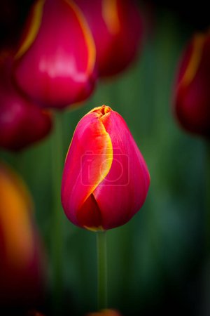 Eine detaillierte Ansicht einer lebendigen roten und gelben Tulpe, die ihre komplexen Blütenblätter und kontrastierenden Farben zur Geltung bringt.