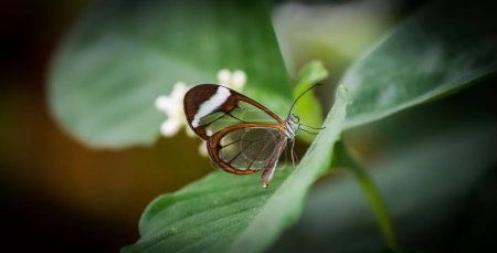 Detaillierte Ansicht eines Schmetterlings auf einem Blatt mit seinen zarten Flügeln und leuchtenden Farben.