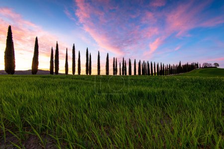 Paisaje en Toscana, Italia con Cypress Road al amanecer. Foto de alta calidad