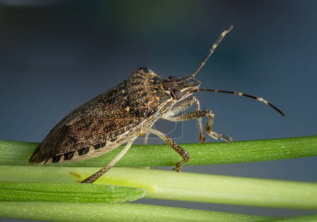 Halyomorpha halys, also known as the brown marmorated stink bug, or simply the stink bug, is an insect in the family Pentatomidae that is native to China.