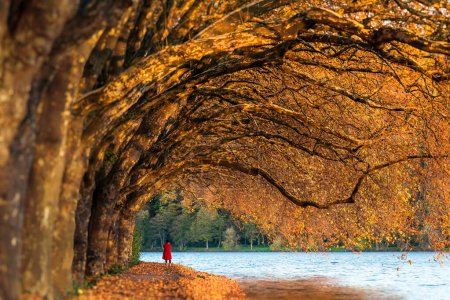 Eine einsame Frau in einem auffallend roten Mantel geht an einem Flussufer entlang, umgeben von einem Baldachin aus goldenem Herbstlaub. Die gewölbten Bäume schaffen einen natürlichen Tunnel.
