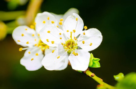 A solitary white blossom exhibits its delicate petals and prominent yellow stamens against a blurred green background, signaling the arrival of spring with its vibrant floral display.
