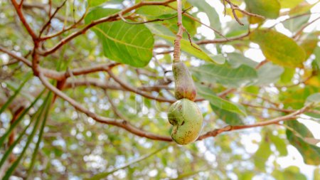 cashew fruit growing on the cashew tree