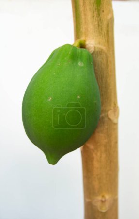 Papaya verde en el árbol de la papaya
