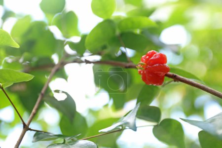 Fruto maduro de pitanga en el árbol pitanga es el fruto del cerezo una planta dicotiledónea de