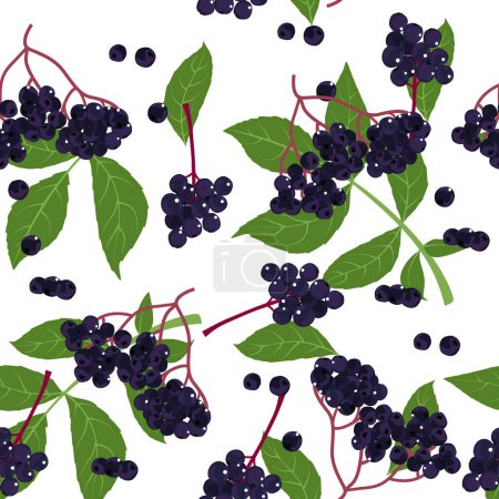 A seamless pattern of Elderberry. vector illustration.