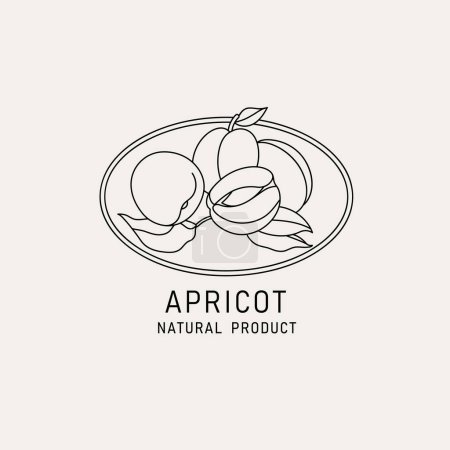 Illustration for Vector illustration apricot fruits - vintage minimalist style. Logo composition in retro botanical style - Royalty Free Image