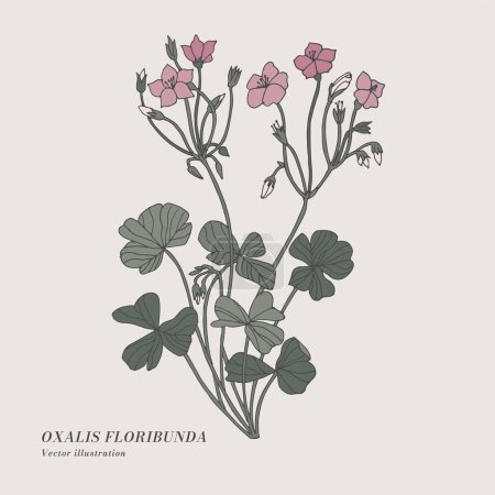 Illustration for Hand draw vector oxalis floribunda flowers illustration. Botanical floral card on white background - Royalty Free Image