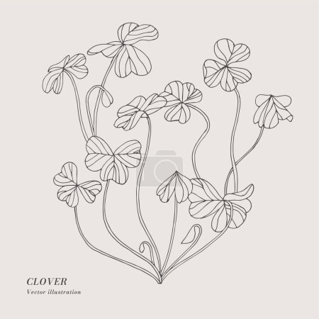 Illustration for Hand draw vector clover herbal illustration. Botanical floral card on white background - Royalty Free Image