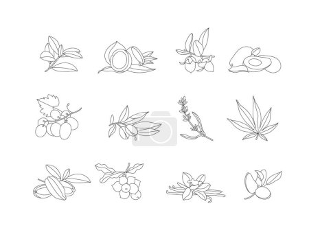 Illustration for Vector set design templates and emblems - healthy and essential cosmetics oils. Different natural, organic oils - Royalty Free Image