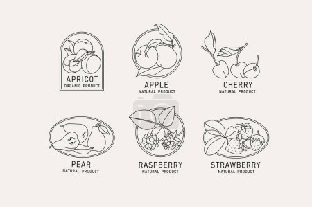 Illustration for Vector illustration fruits and berries - vintage minimalist style. Logos set composition in retro botanical style - Royalty Free Image