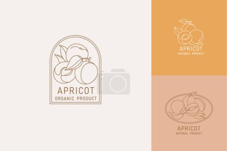 Téléchargez les illustrations : Illustration vectorielle abricot fruits - style vintage minimaliste. Logos ensemble composition dans le style botanique rétro - en licence libre de droit