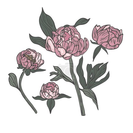Téléchargez les illustrations : Illustration de fleurs de pivoine vectorielles dessinées à la main. Une couronne florale. Carte florale botanique sur fond blanc - en licence libre de droit