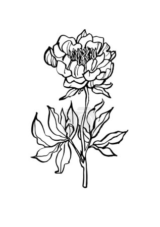 Illustration for Vector illustration - ink sketch peony flowers branch. Art for for prints, wall art, banner, background - Royalty Free Image