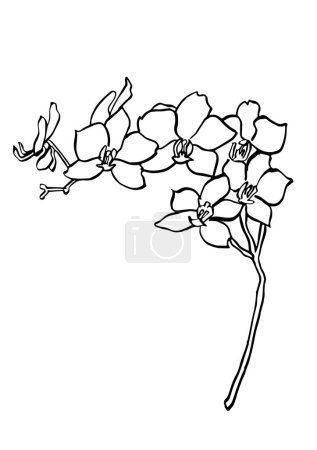 Illustration for Vector illustration - ink sketch with orchid flowers . Art for for prints, wall art, banner, background - Royalty Free Image