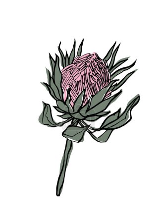 Illustration for Vector illustration - colorful sketch with protea flowers. Art for for prints, wall art, banner, background - Royalty Free Image