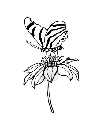 Ilustración de Ilustración vectorial - boceto de tinta con rama de flor de equinácea y mariposa. Arte para impresiones, arte mural, banner, fondo - Imagen libre de derechos