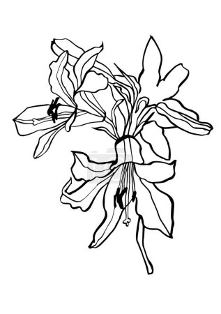 Illustration for Vector illustration - ink sketch with lily flowers . Art for for prints, wall art, banner, background - Royalty Free Image