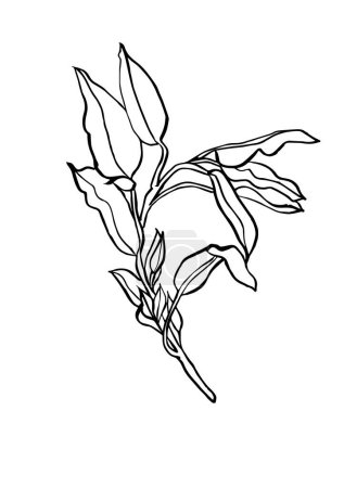 Ilustración vectorial - boceto de tinta con ramas de eucalipto. Arte para impresiones, arte mural, banner, fondo