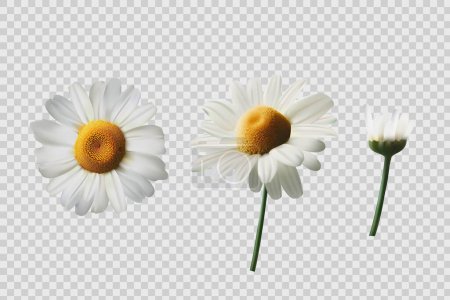 Illustration for Realistic chamomile flowers, vector illustration - Royalty Free Image