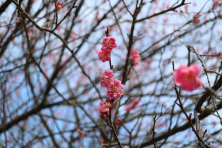 Plum blossoms herald the arrival of spring