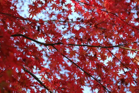 leuchtend rote Herbstblätter
