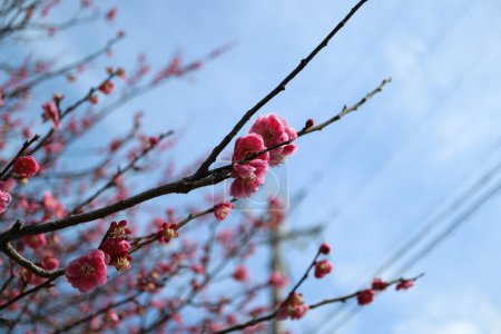 Plum blossoms shining against the blue sky