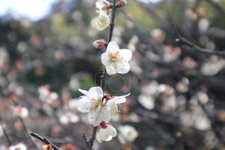 Close-up image of white plum blossoms