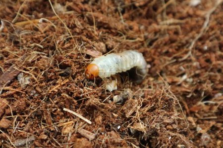 Skarabäus-Käferlarve bewegt sich im Boden 2