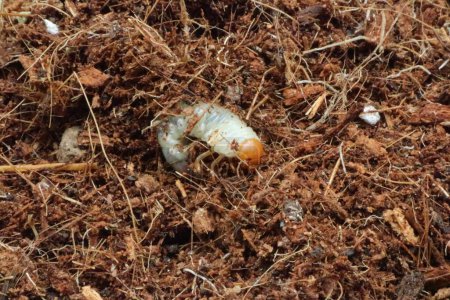 Skarabäus-Käferlarve bewegt sich im Boden 1