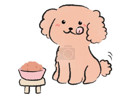 Toy poodle eating dog food 1