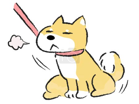 Shiba Inu, a dog who refuses to be taken for a walk and does not move
