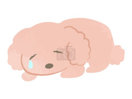 Toy poodle lying face down and crying tears
