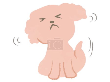 Toy poodle scratching its head with its hind legs
