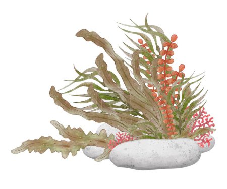 Busch aus bunten Algen mit Korallen und Steinen. Unterwasserwelt, Aquarienpflanzen. Grüne Meerespflanze isoliert auf weißem Hintergrund. Handgezeichnete Illustration.