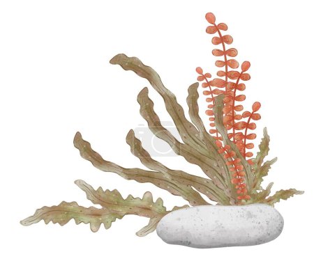 Bush of colorful algae with corals and stones. Underwater world, aquarium plants. Green sea plant isolated on white background. Hand drawn illustration.